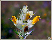 Rhinantes
